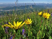 12 Scorzonera humilis (Scorzonera minore) con vista sulla Valle San Martino , le colline e la pianura
